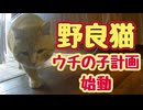 【野良猫】ウチの子計画はじめます【保護】