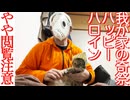 【やや閲覧注意】珍妙猫の奇祭・ハロイン、開催される