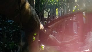レッサーパンダ (1080p)