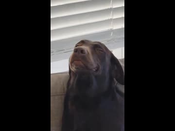 ホモと見る自分の仕事に誇りを持つ犬