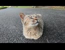 手足を全く見せない野良猫が可愛過ぎる