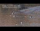 川を泳ぐヒヨドリガモの群れ