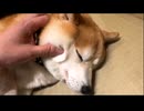 【暗黒放送ミドさんぽ】ドッグカフェでしばわんこに嫌われる【浅草】