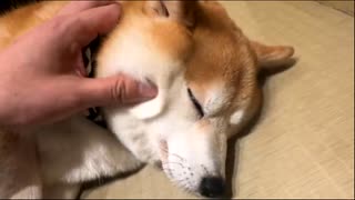 【暗黒放送ミドさんぽ】ドッグカフェでしばわんこに嫌われる【浅草】