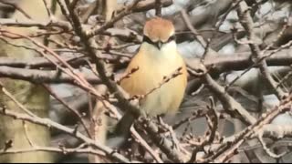 久し振りにカモを眺める