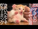 200グラムのミニミニ幼猫、かわいいへたくそグルーミング
