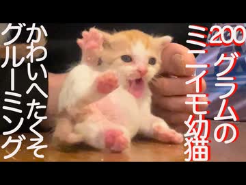 200グラムのミニミニ幼猫、かわいいへたくそグルーミング