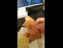 至高のたいやきの動画⑧.mp4 (1080p)