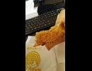 至高のたいやきの動画⑨.mp4 (1080p)
