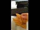 至高のたいやきの動画⑪.mp4 (1080p)