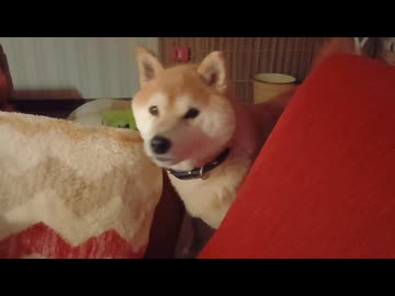 うちの、いつもかわいい柴犬くん