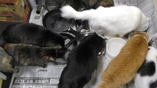 今週のおやつ（本隊）【蒼民家の猫々】