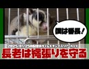 【 #おつモモンガ 】【 #睡眠用 #勉強用 #作業用BGM 】多頭飼いの飼育は毎日大変！鳴き声で判断したりなど！【フクロモモンガ朝散歩2025/01/25 #ハイライト   】