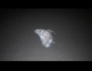 見習い僧侶