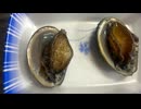 アワビの踊り　寿司　＃アワビ　＃肝　＃キモ　＃刺身　＃踊り