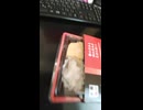 近江の味　網焼き　カルビ弁当の動画①.mp4 (1080p)