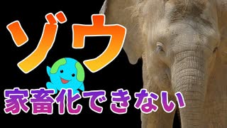 ゾウを家畜化できない理由がこちら【解説】