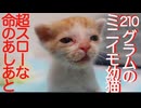210gのミニミニ幼猫、スローなヨチヨチステップを刻む