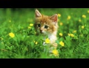 ねこのちびの旅