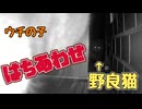 まさかの はちあわせ…【野良猫】