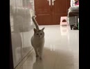 ホモと見る楽しそうにこっちへ来る猫
