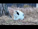 顔見ると喜んで駆け寄ってくる三毛猫ちゃんがかわい過ぎる