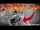 ユキヒョウが人を捕食しない理由がこちら【解説動画】
