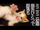 ミニミニ幼猫兄弟、寝かしつけに即落ちする