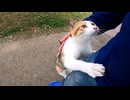 三毛猫の散歩に付いていってみたら途中から強烈に甘えてくる様になった