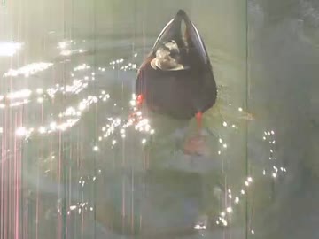 カモ　動画動画　可愛い鳥