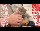 コムギ娘猫、亡き次男坊猫からの腕の中の記憶