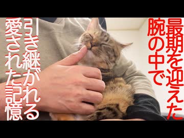 コムギ娘猫、亡き次男坊猫からの腕の中の記憶