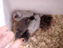 (*ﾟ∋ﾟ)文鳥のヒナの連鎖反応♪(ﾟ∈ﾟ*)