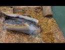 【東武動物公園】アンク君のおやすみタイム【マタコミツオビアルマジロ】