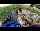顔見たら全力で走ってくる野良猫が可愛過ぎる