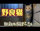 ごはんは食べに来ますが…【野良猫】