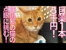 猫風邪のベテラン子猫、バカ高い目薬点眼に挑む