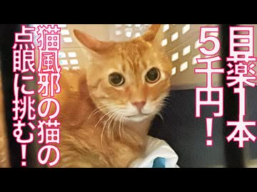 猫風邪のベテラン子猫、バカ高い目薬点眼に挑む