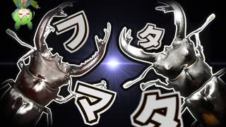 【クワガタ飼育】漢なら二股よりフタマタ#1