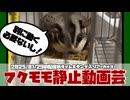 【 #おつモモンガ 】【 #睡眠用 #勉強用 #作業用BGM 】【 #ユニクロ 】赤ちゃんの初めての部屋んぽ！【フクロモモンガ朝散歩2025/01/28 #ハイライト 】