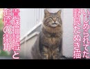 いじめられてた野良たぬき猫、8年目の貴族猫通信