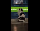 A cat eagerly waiting for our game to come out :)