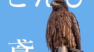 とんび - 可不 cho.はなつばめ 【オリジナル曲】