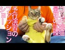 コムギ娘猫、試練に備えてファッションショー