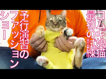 コムギ娘猫、試練に備えてファッションショー