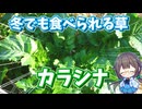 河川敷の辛い葉っぱを採って食べる♪