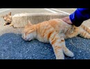 駐車場で昼寝する野良猫を撫でると他の猫も寄ってきた