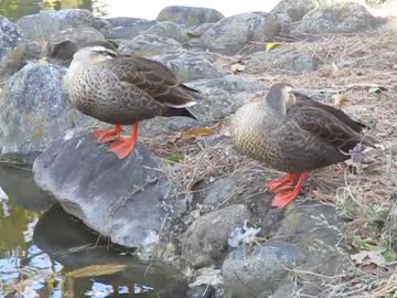 カモの昼寝？　可愛い動物　癒し系