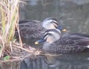 仲良しカモ2羽　可愛い癒し動画