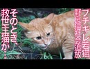 ブチキレ若猫、野良猫社会追放の窮地に立たされる